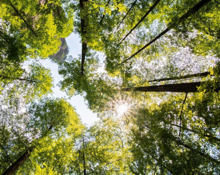 Morgan Sindall Group score an ‘A’ grade for transparency on climate change