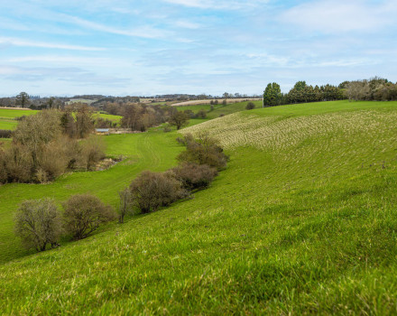 Growing natural capital: Morgan Sindall Group and Blenheim Estate to create nine new woodlands