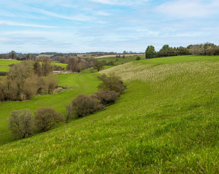 Growing natural capital: Morgan Sindall Group and Blenheim Estate to create nine new woodlands